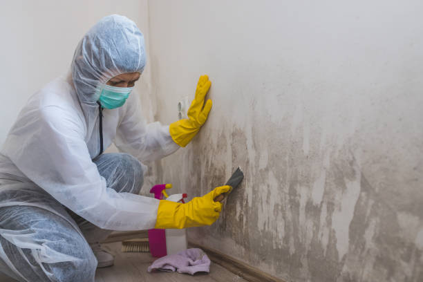 Best Attic Mold Removal  in Watseka, IL