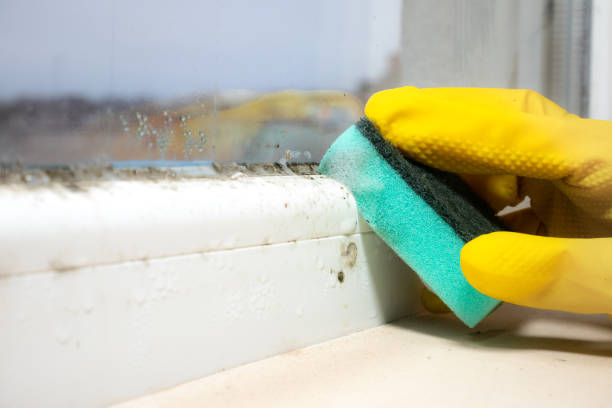 Mold Testing and Removal in Watseka, IL